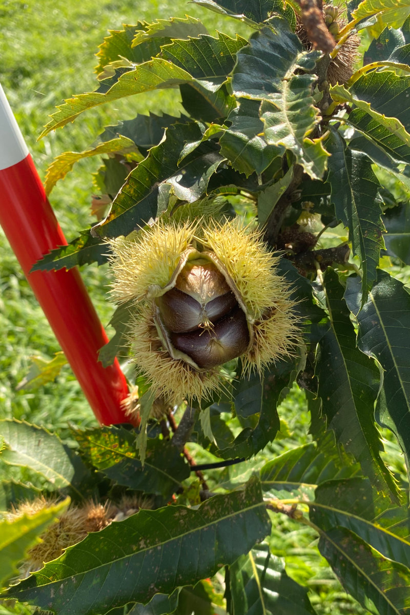 Bio-Esskastanien – Maroni aus eigener Kultur - Honig Wurzinger