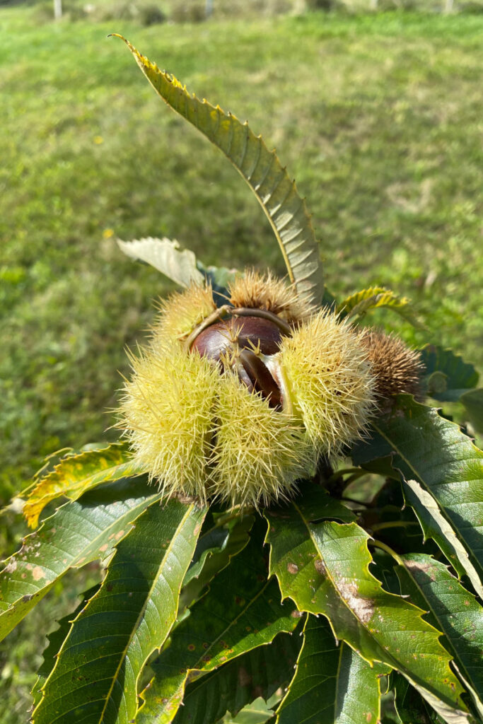 Bio-Esskastanien – Maroni aus eigener Kultur - Honig Wurzinger